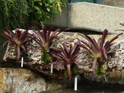 935 Cactii.jpg