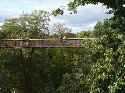966 Tree-top Walk.jpg