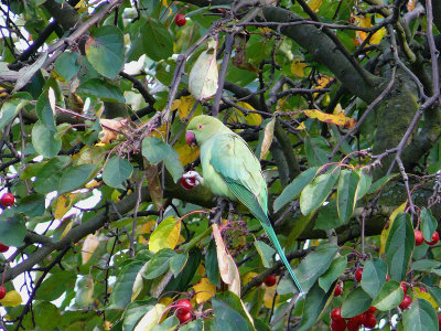 977 Parakeet.jpg