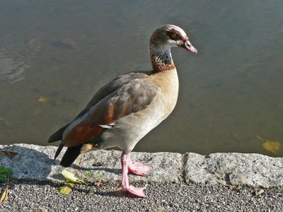 670 Egyptian Goose.jpg
