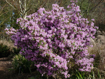 163 Rhododendron Olive.jpg