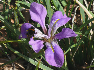 167 Bumble bee on purple flower.jpg