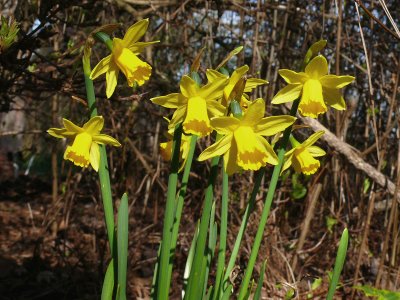 169 Daffodils.jpg
