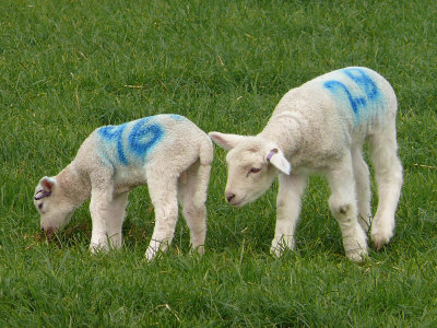 284 Lambs grazing.jpg