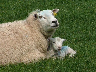 Spring Lambs!