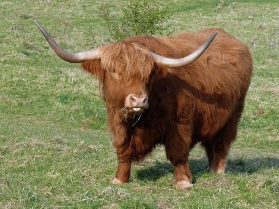 244 Highland steer.jpg