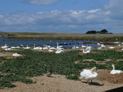 The Abbotsbury Swannery
