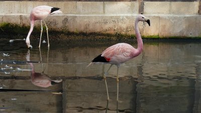 362 Flamingos.jpg