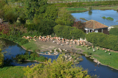 368 Caribbean flamingos.jpg