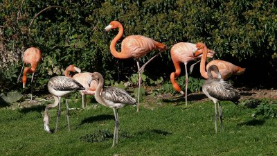 372 Flamingos with juveniles.jpg