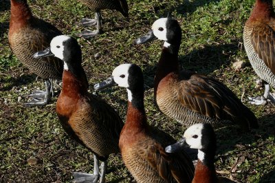 374 Whistling ducks.jpg