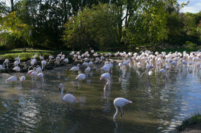 375 Lesser flamingos.jpg
