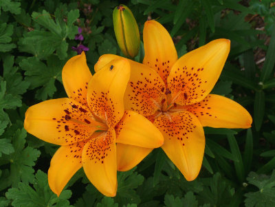 010 Lillies.jpg