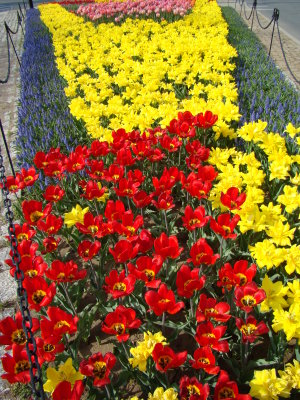 2009_tulips