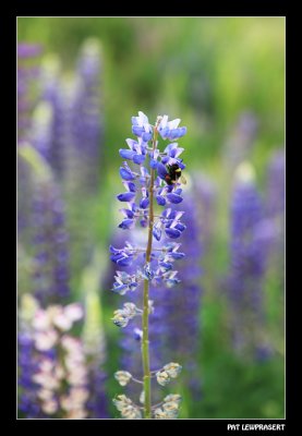 happy bee