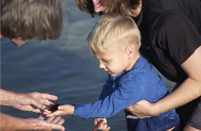 Simon found a sea urchin