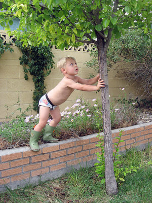 Simon wants to climb the cherry tree
