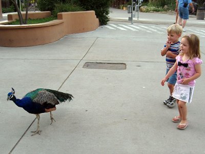 Hazel and Simon: with peacock