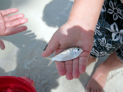 How about some silversides?