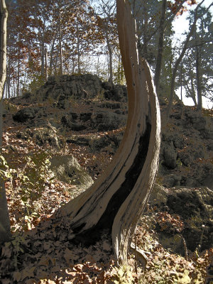 Old cedar
