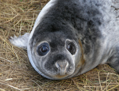 eye seal