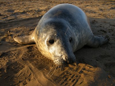 sunny seal