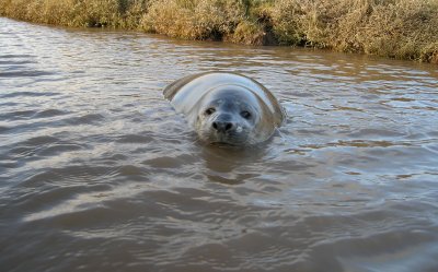 wet seal
