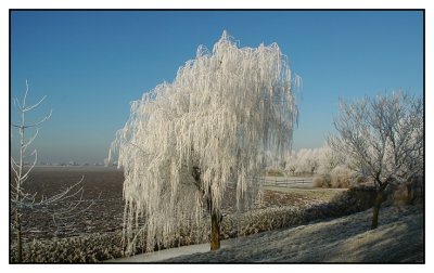 Winter Jan 2009 (3)