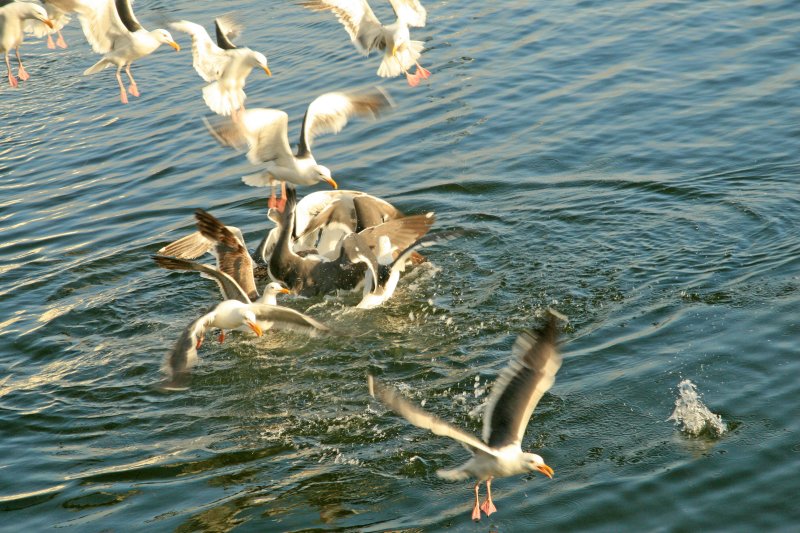 Seagull Feeding Frenzy
