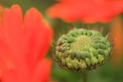 Calendula bud