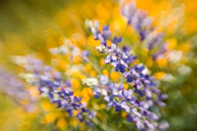 Another view of lupine and poppies