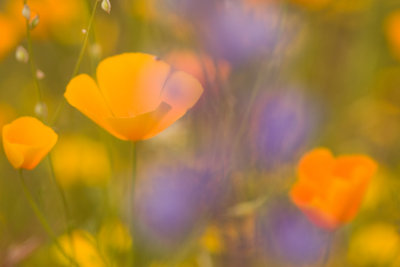 Poppies and lupine in soft focus