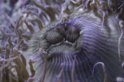 Purple striped anemone