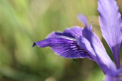 Douglas Iris