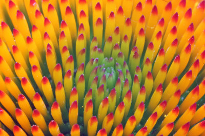 Up Close and Personal- Purple Coneflower