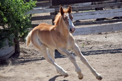 Frisky Foal