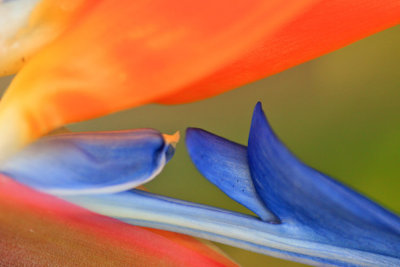 Bird of Paradise closeup