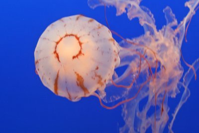 Another view of a sea nettle