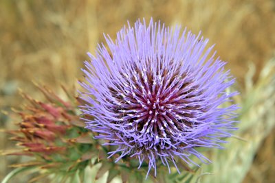 Purple cactus bloom