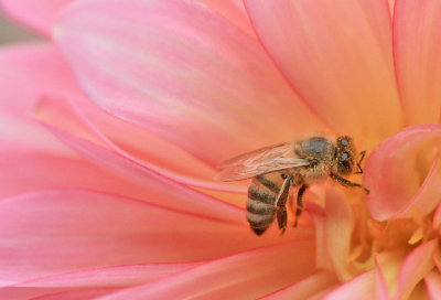 Bee on Pink Dahlia