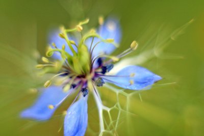 Love in a Mist