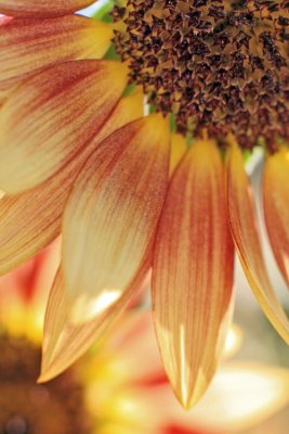 Red and yellow sunflowers