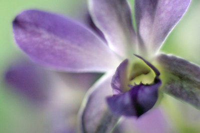 Purple Orchid