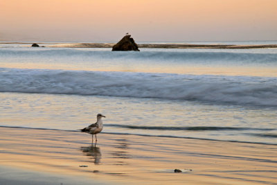 Sea Gull on San Simean State Beach at Sunset