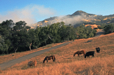 Open Range Horses and Cattle