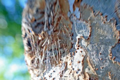 Tree Bark and Spider Web