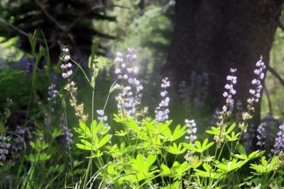 yosemite_2010