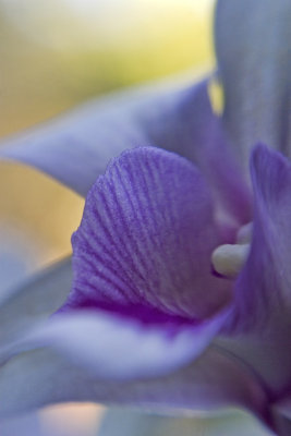 Purple-striped orchid