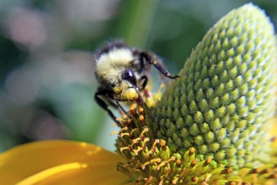 Bumblebee detail