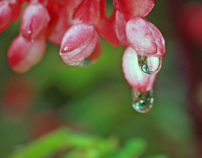 Raindrop reflections